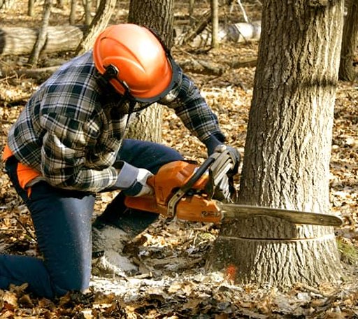 Tree Removal in Vincennes, IN